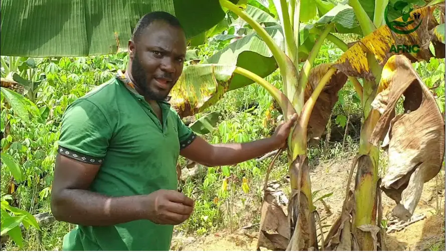 Agricultural Powerhouse: Feed the Future, Reap the Rewards